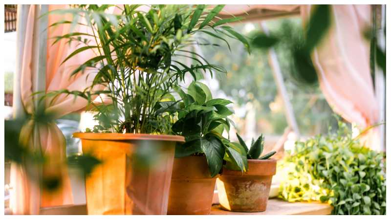 Decoradhouse Garden Tips by Decoratoradvice